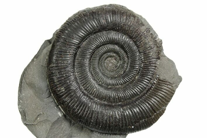 Jurassic Ammonite (Dactylioceras) Fossil - England #353873